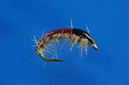 Czech Lime Spot Bug